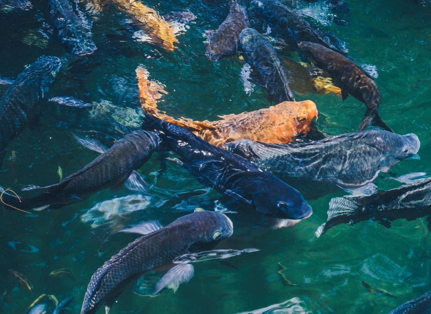 Arya Aqua Foods